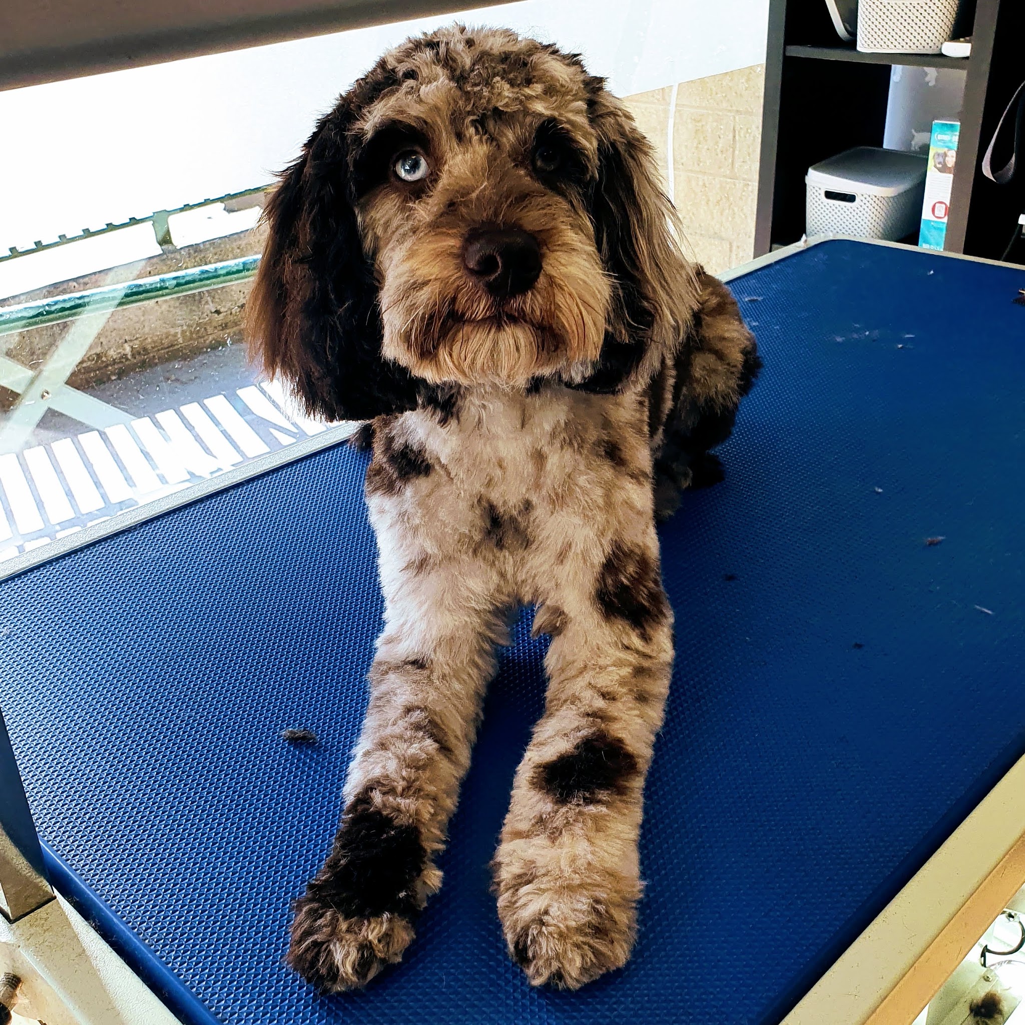 Curly-coated dog after a groom at Woof and Ready
