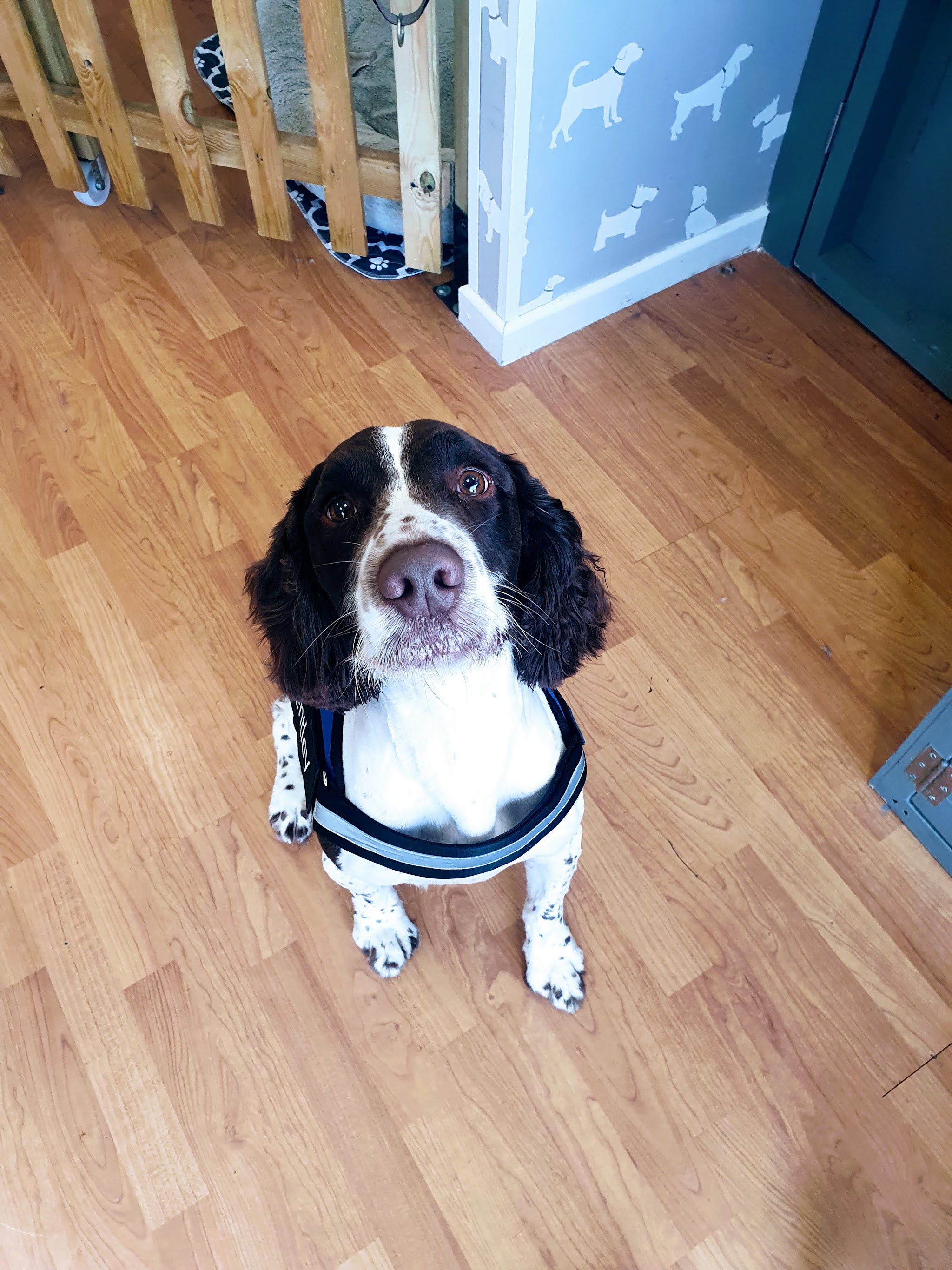 Black and white spaniel looking up inside the Yeadon salon