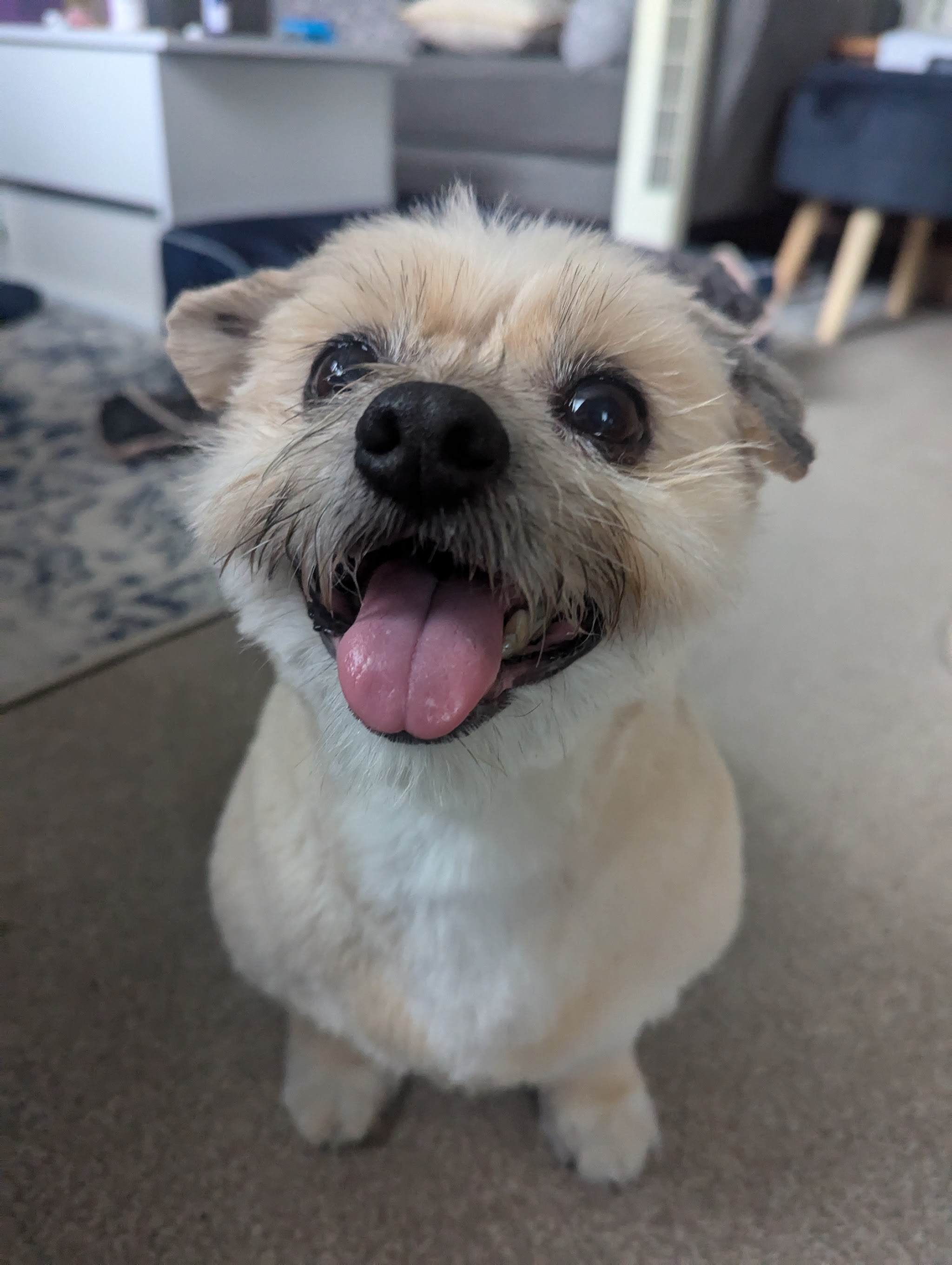Small happy dog photographed by a customer